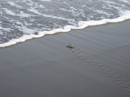 5276230393_5e4a935e1f_o