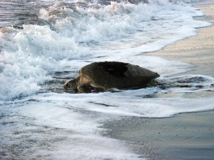 5355856136_50ce47ee81_o