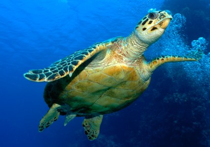 Hawksbill turtle, Red Sea, Egypt